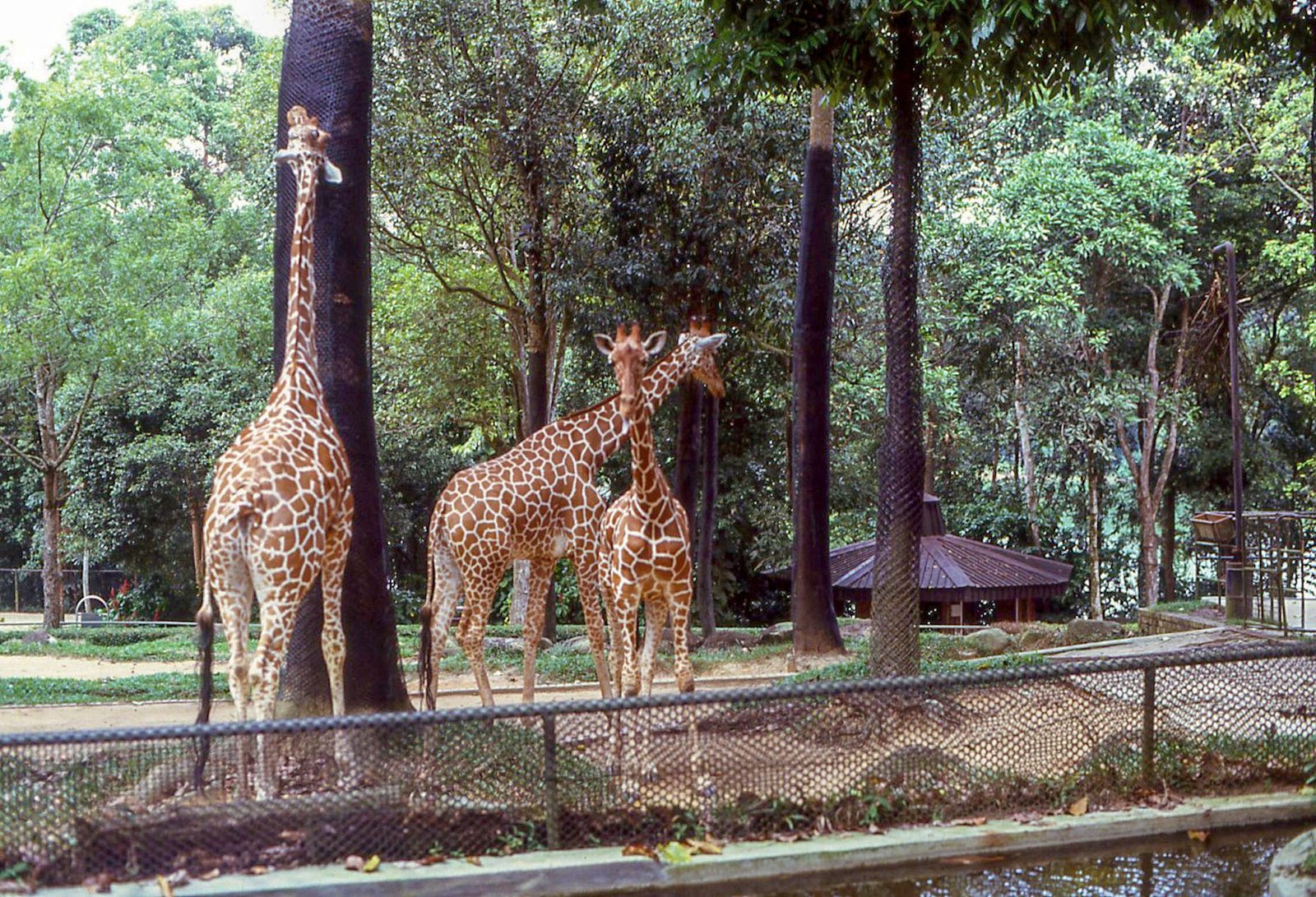 Singapore Zoo 02